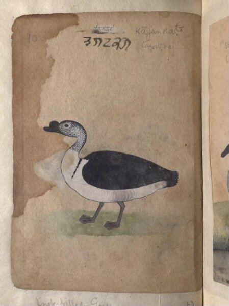 Unknown, Depictions of a Grey lag goose and Knob-billed goose, of Northern India