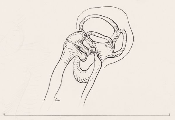 J Tinkelenberg, Bone growth in the human embryo