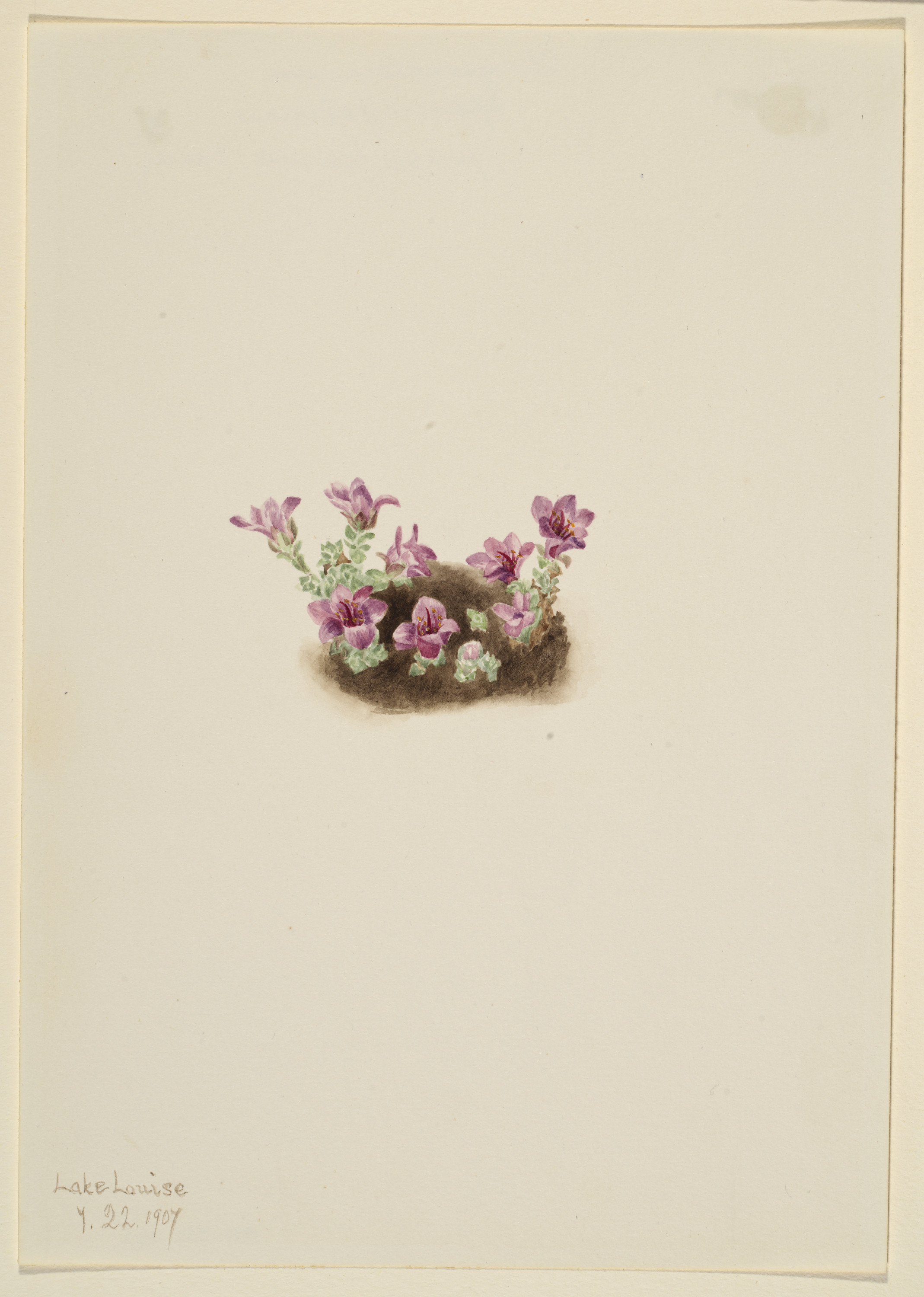 Mary Vaux Walcott, Purple Saxifrage (Saxifrage oppositifolia)