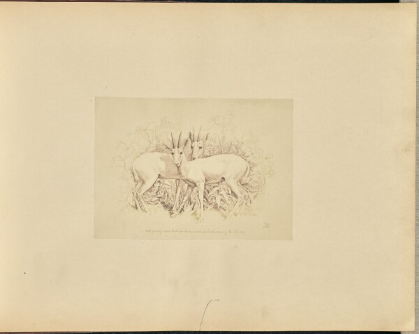 Unknown, Antelopes