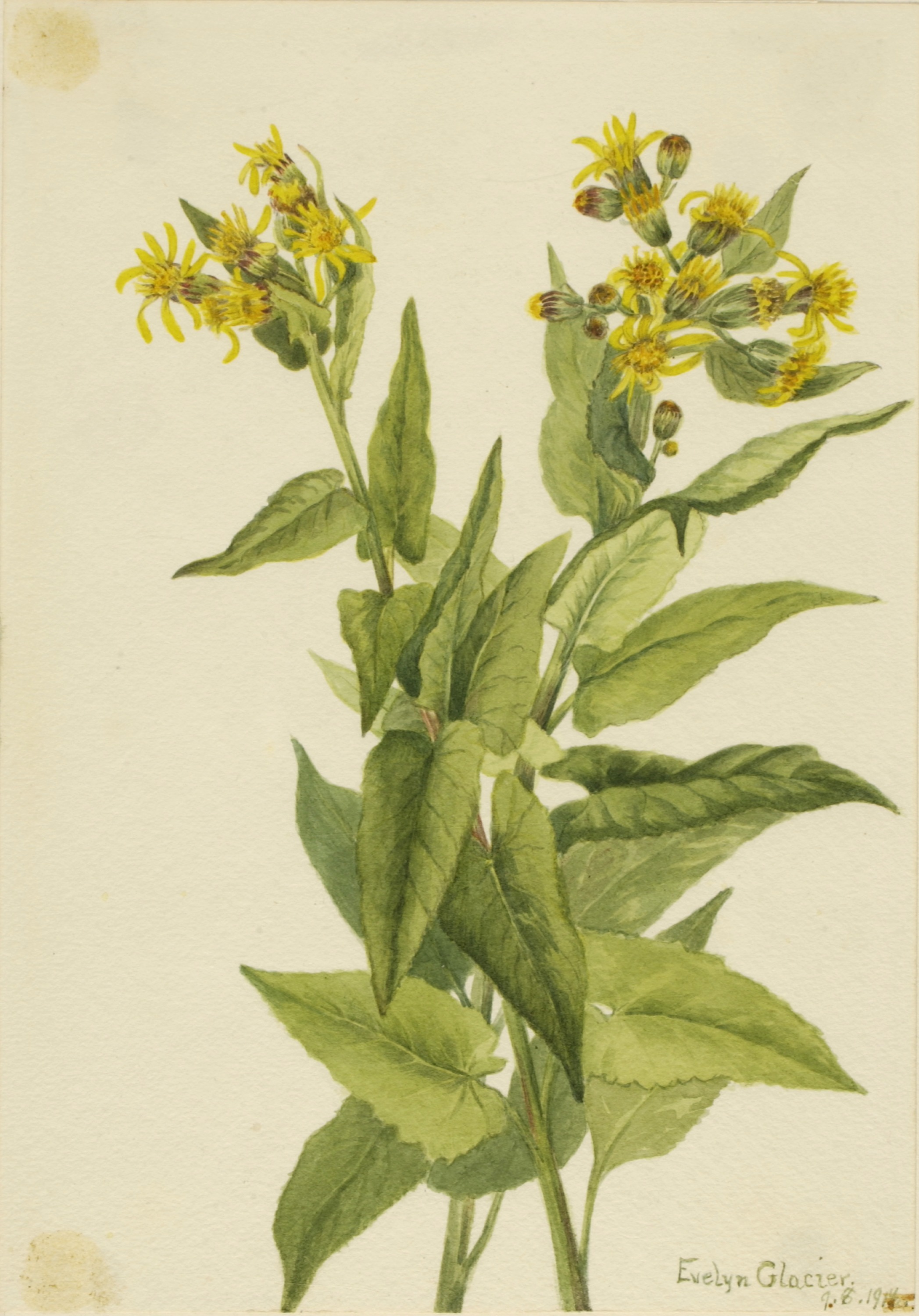 Mary Vaux Walcott, Arrowleaf Groundsel (Senecia triangularis)