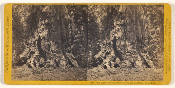 John P. Soule, The largest Tree in Frezno [sic] Grove, (79 ft. circum.) Frezno [sic] Co.