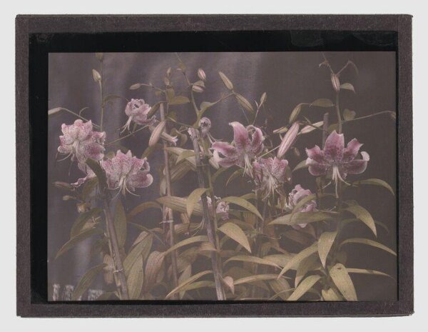 Unknown, Lilies