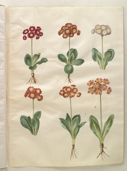 Hans Simon Holtzbecker, Primula ×pubescens (have-aurikel)