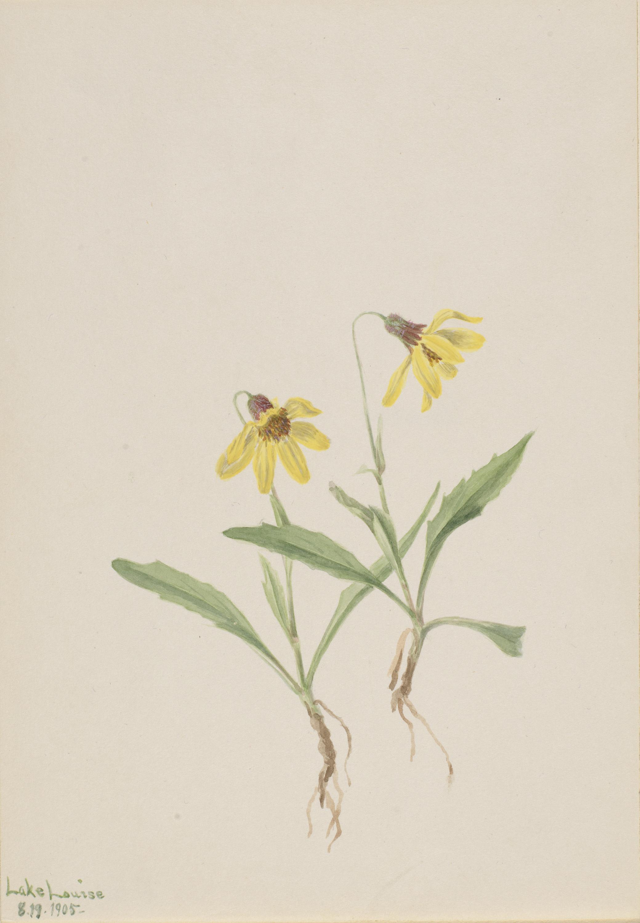 Mary Vaux Walcott, Lake Louise Arnica (Arnica louisiana)