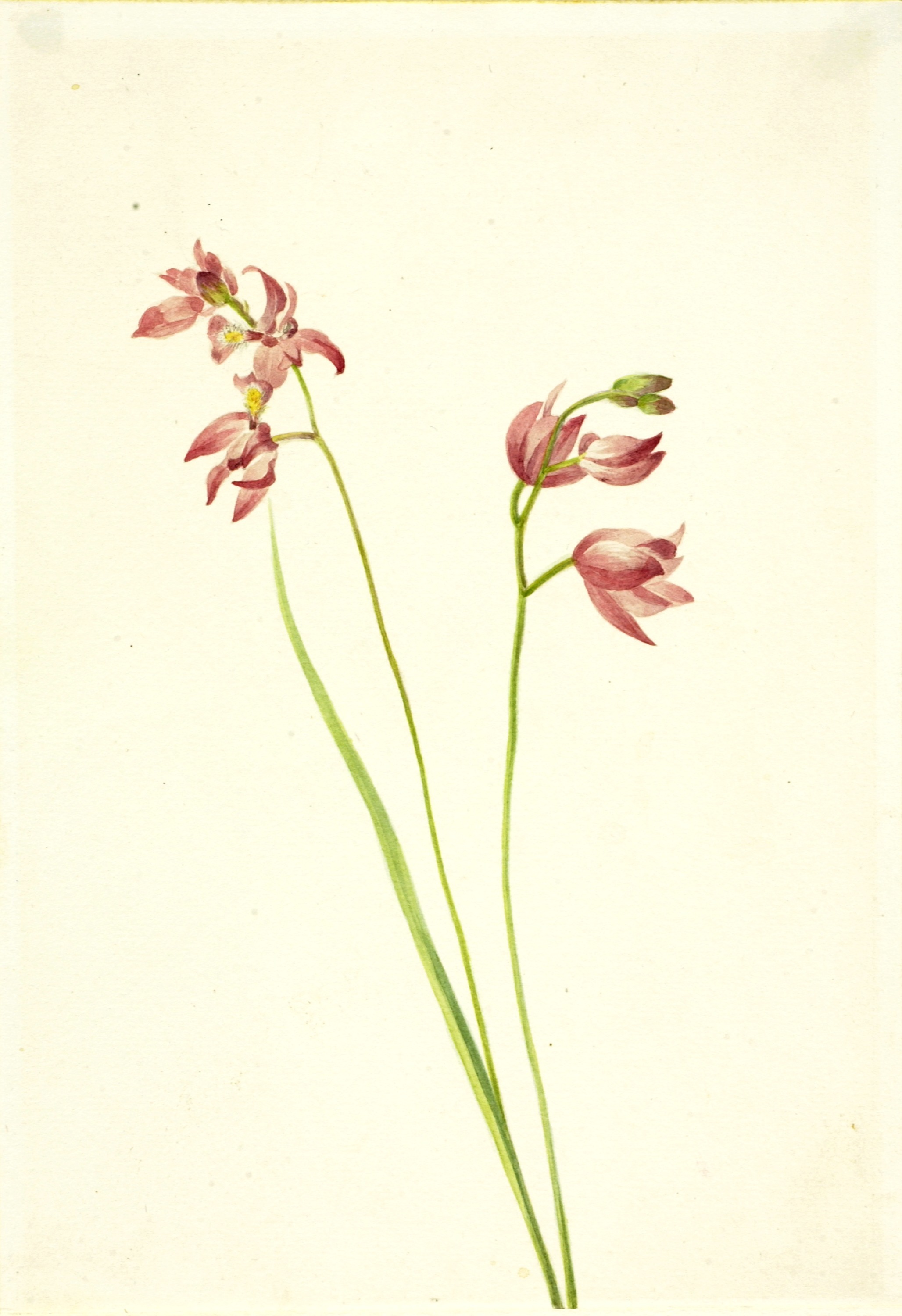Mary Vaux Walcott, Grass-pink Orchid (Limodorum tuberosum)