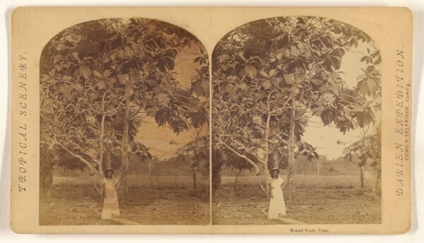Timothy H. O'Sullivan, Bread-fruit Tree.