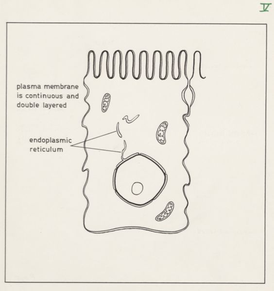 J Wetselaar-Whittaker, Villus cell and brush border