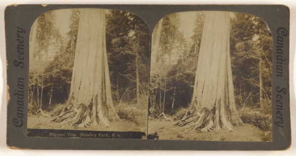Unknown, Biggest Tree, Stanley Park, B.C.