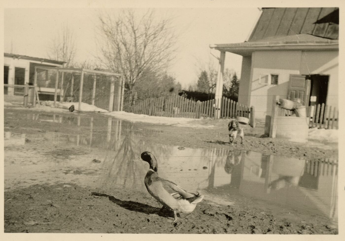 Nežinomas fotografas, Ivanauskų augintiniai Obelynėje