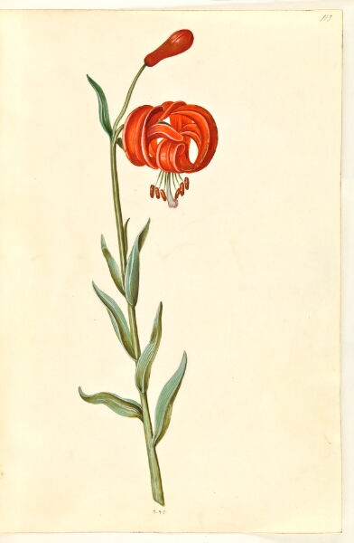 Hans Simon Holtzbecker, Lilium chalcedonicum (rød turbanlilje)