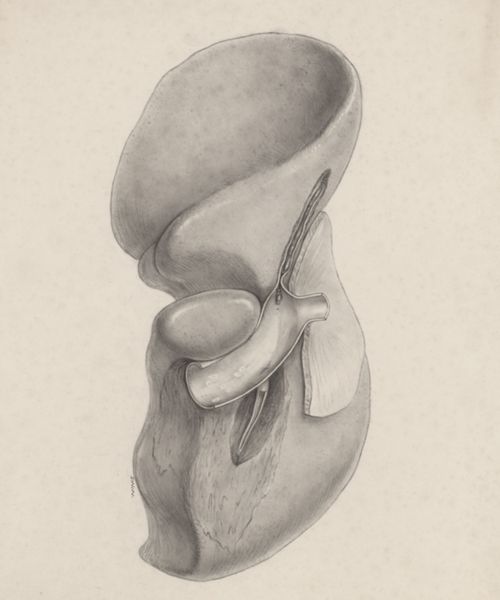 J Wetselaar-Whittaker, Human tissue