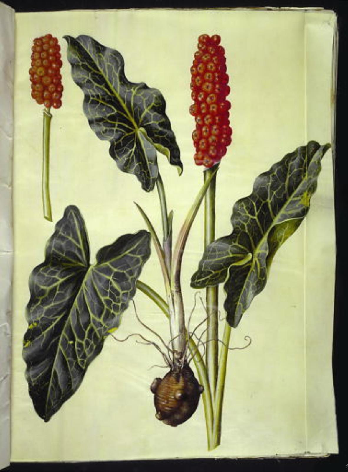 Hans Simon Holtzbecker, Arum italicum (italiensk arum)