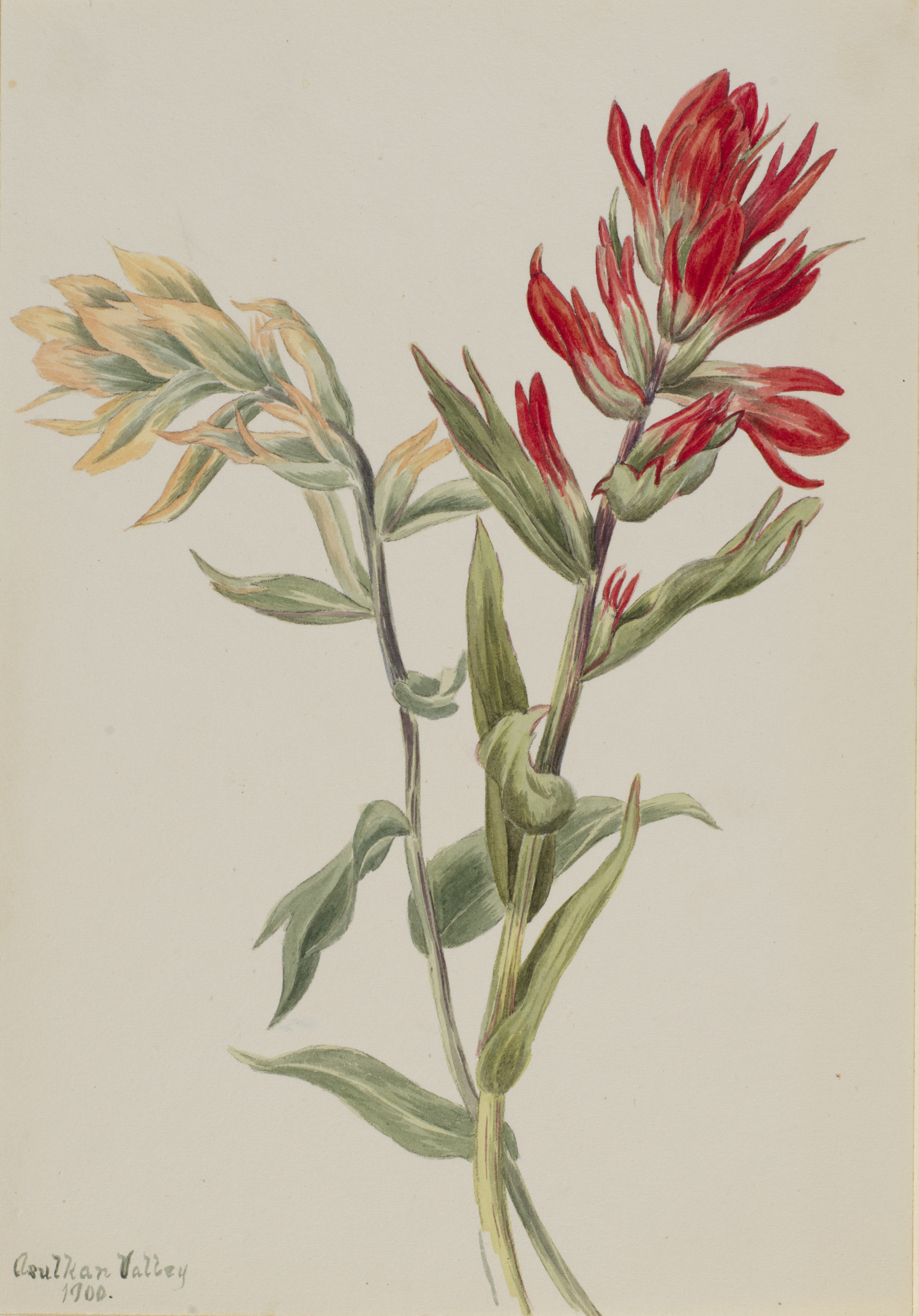 Mary Vaux Walcott, Stachys palustria