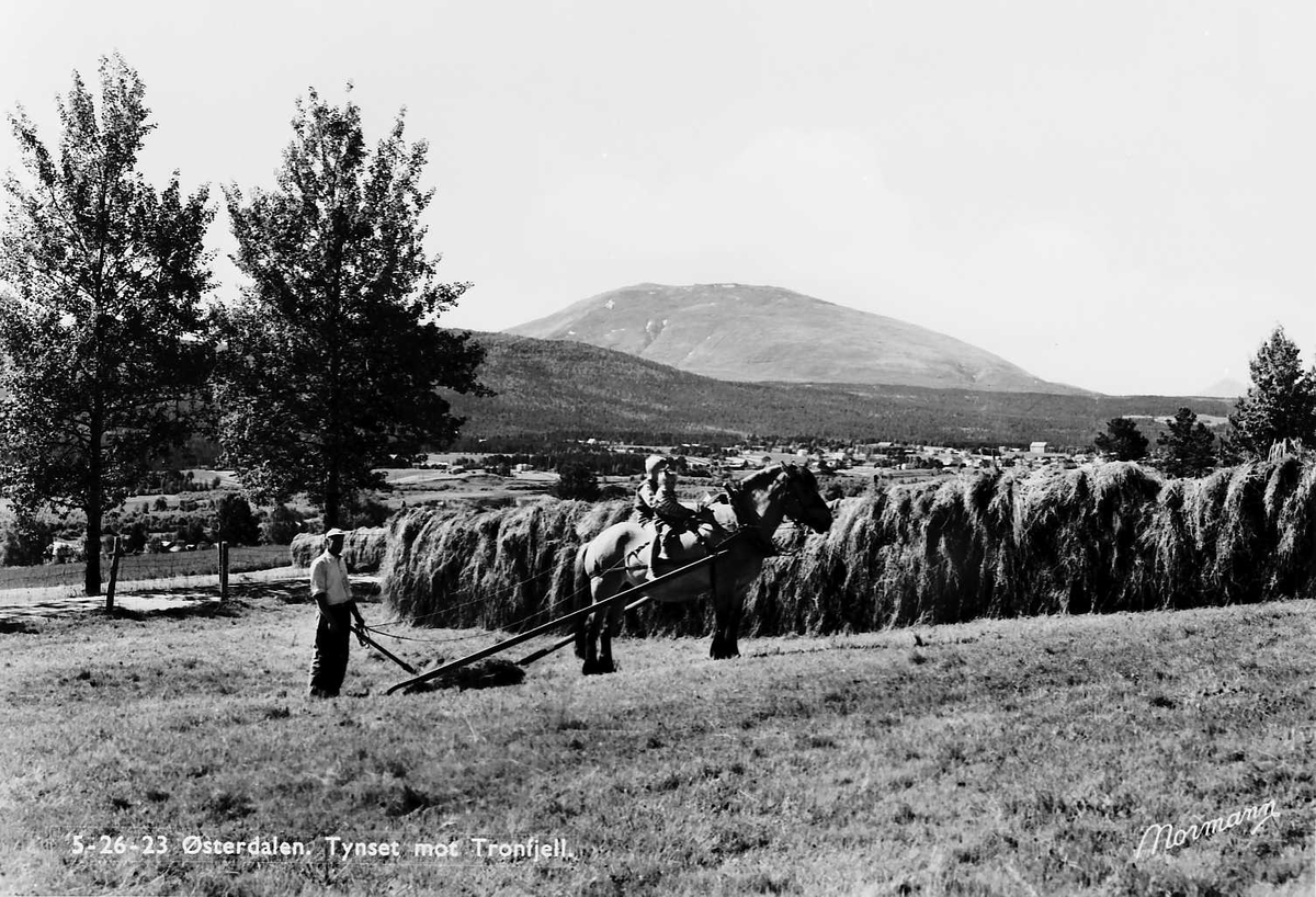 Carl Gustav Normann, Tynset mot Tron. Hest, personer, hesjer