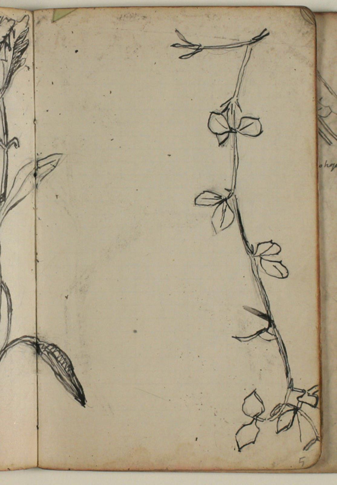 Niels Larsen Stevns, Plantestudie