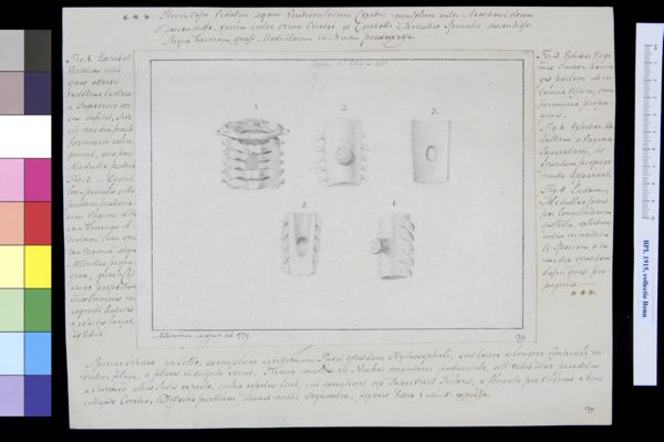 M Houtman, Vertebrae with tumors
