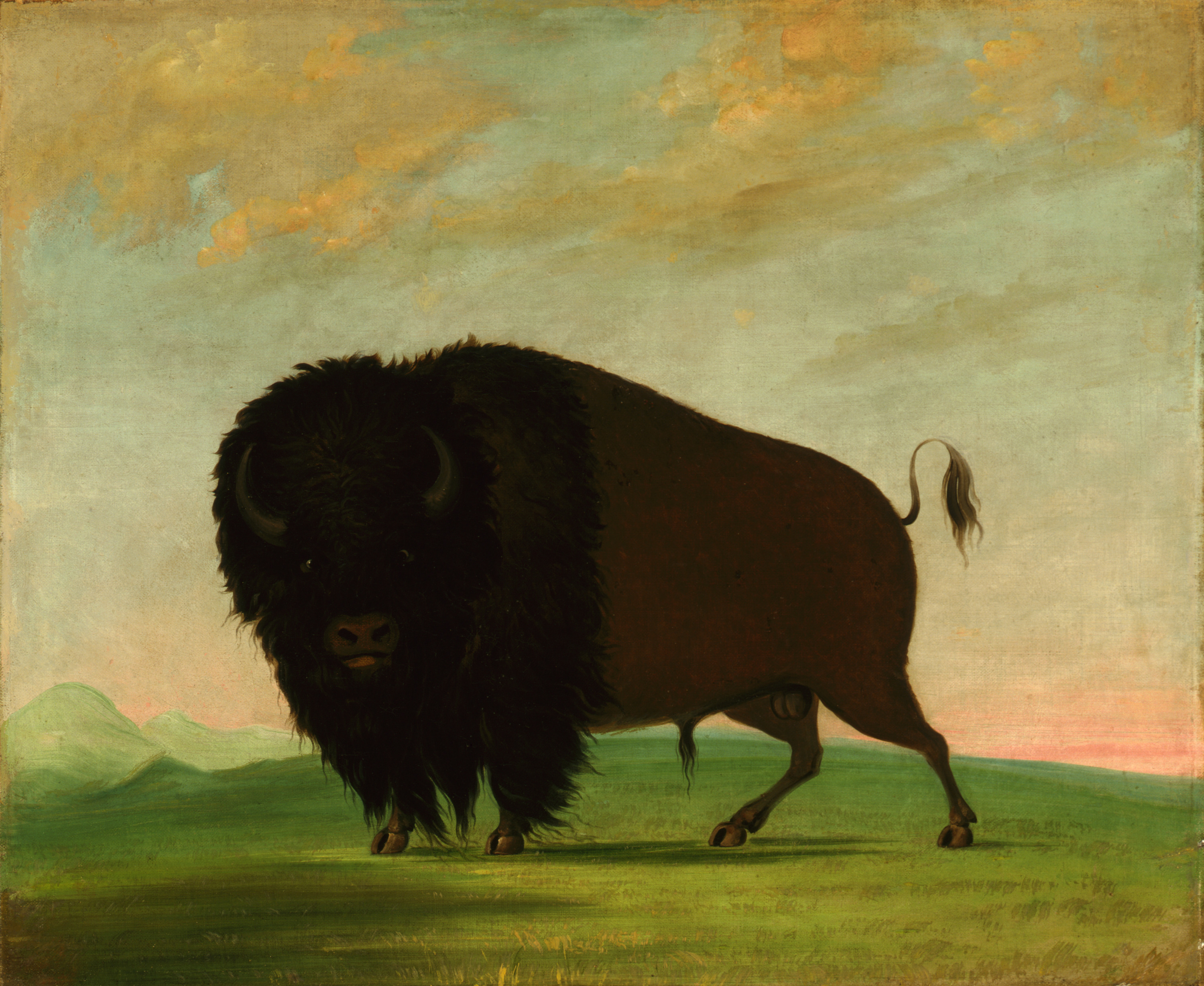 George Catlin, Buffalo Bull, Grazing on the Prairie