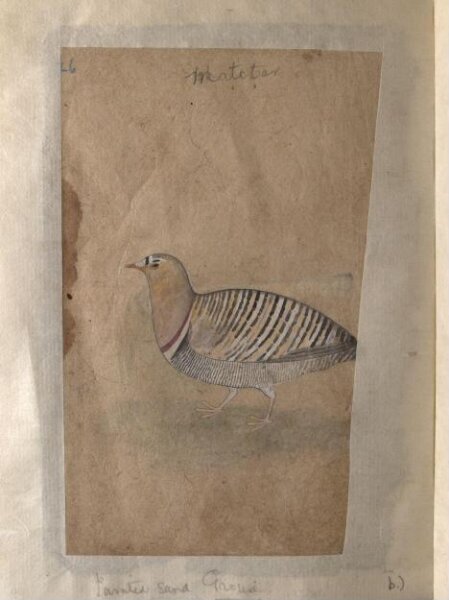 Unknown, Depictions of a Indian house-sparrow and a Painted sand-grouse (male) of Northern India