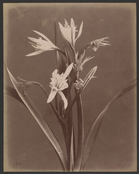 Unknown, [Bunch of flowers with long stamens]