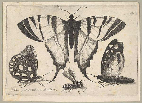 Wenceslaus Hollar, Three Butterflies and a Wasp