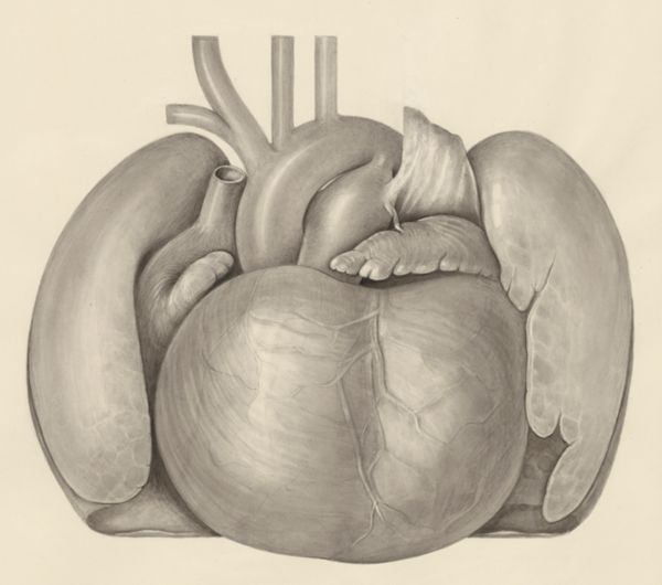 H.G Wetselaar, Heart and adjacent organs
