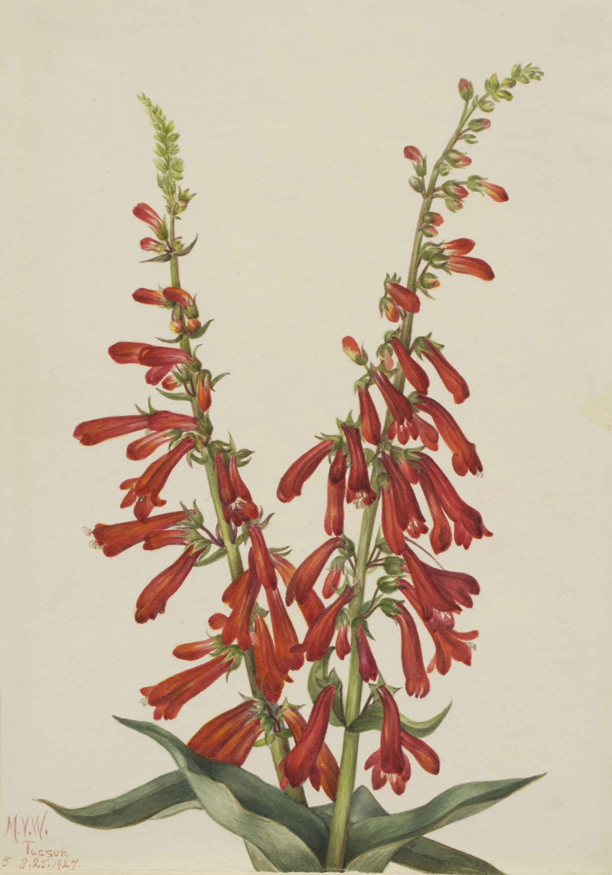 Mary Vaux Walcott, Fire Pentstemon (Pentstemon eatonii)