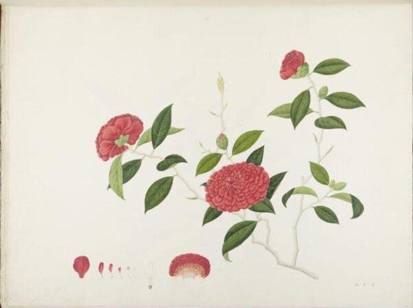 unknown, Flowers and Fruits