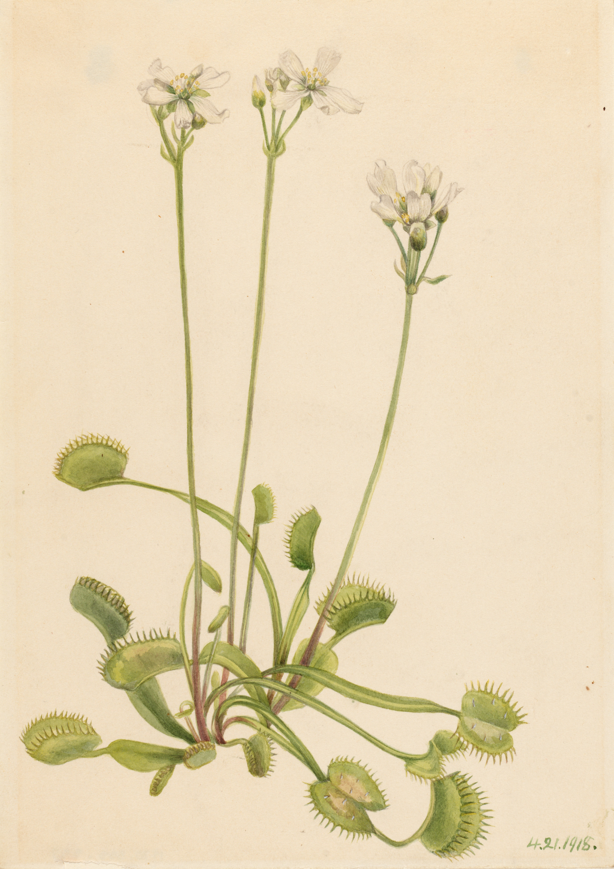 Mary Vaux Walcott, Venus Flytrap (Dionaea muscipula)