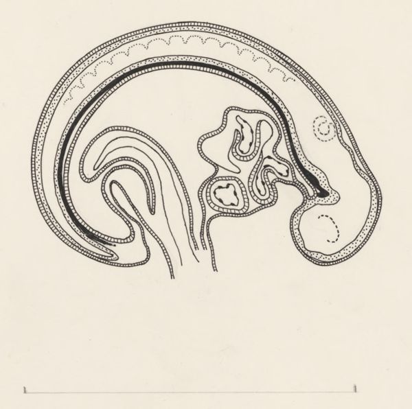 J Tinkelenberg, Cellular structure of the embryonic tissue