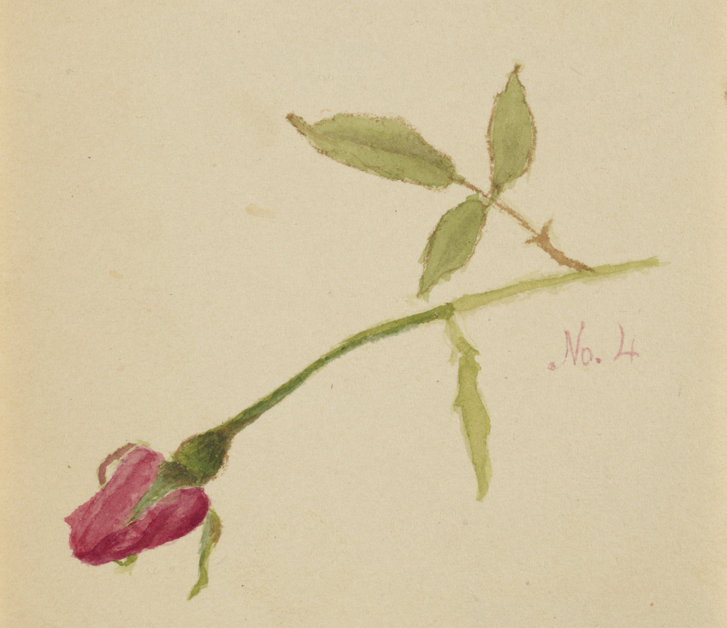 Mary Vaux Walcott, Untitled (Rose)