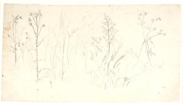Dankvart Dreyer, Plantestudier