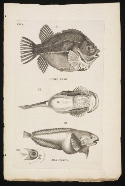 Unknown, LUMP FISH.