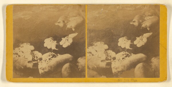 Benjamin West Kilburn, Pigs.