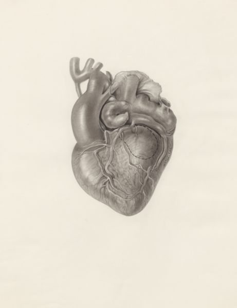 H.G Wetselaar, Cardiovascular system