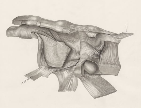 H.G Wetselaar, Muscular tissue of the upper extremities