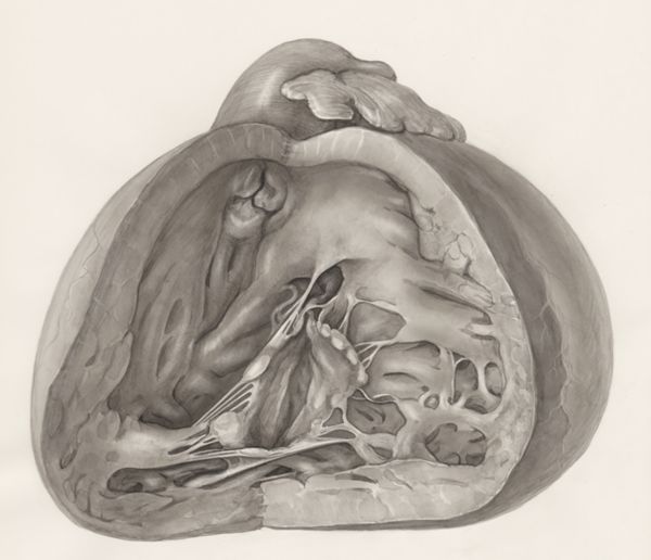 H.G Wetselaar, Heart