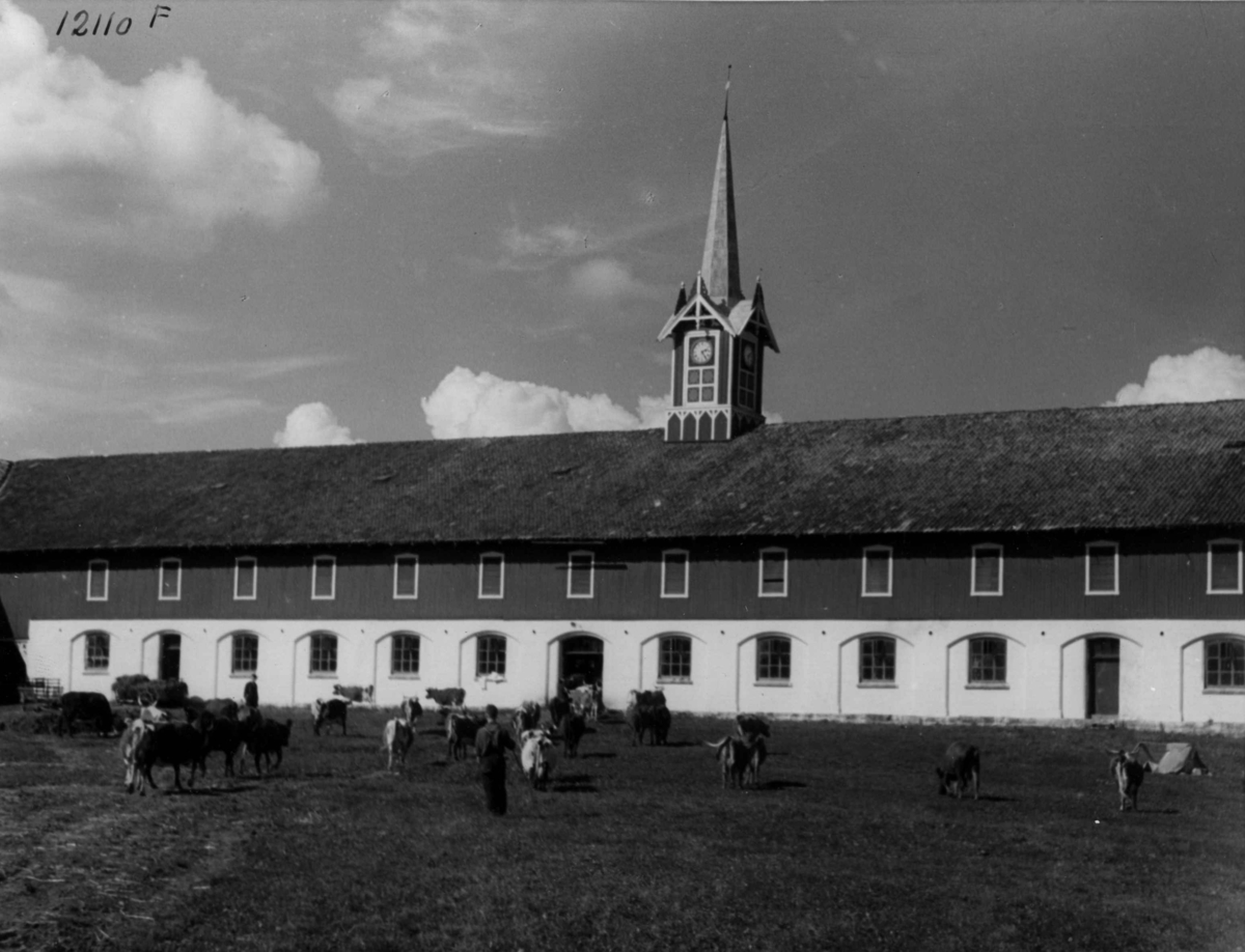 Anders Beer Wilse, Landbruk Husdeyrhold Hoel gård