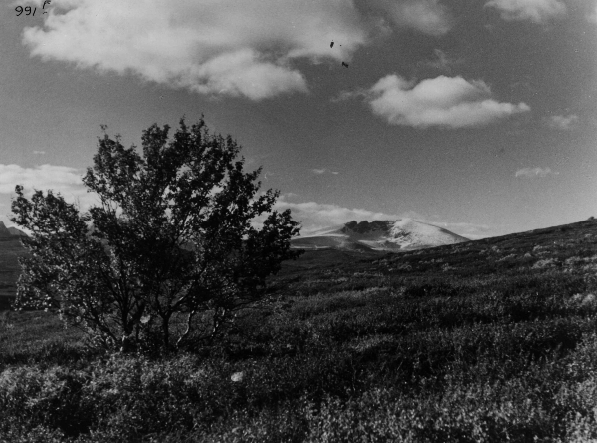 Anders Beer Wilse, Snohetta, Fjellvidde