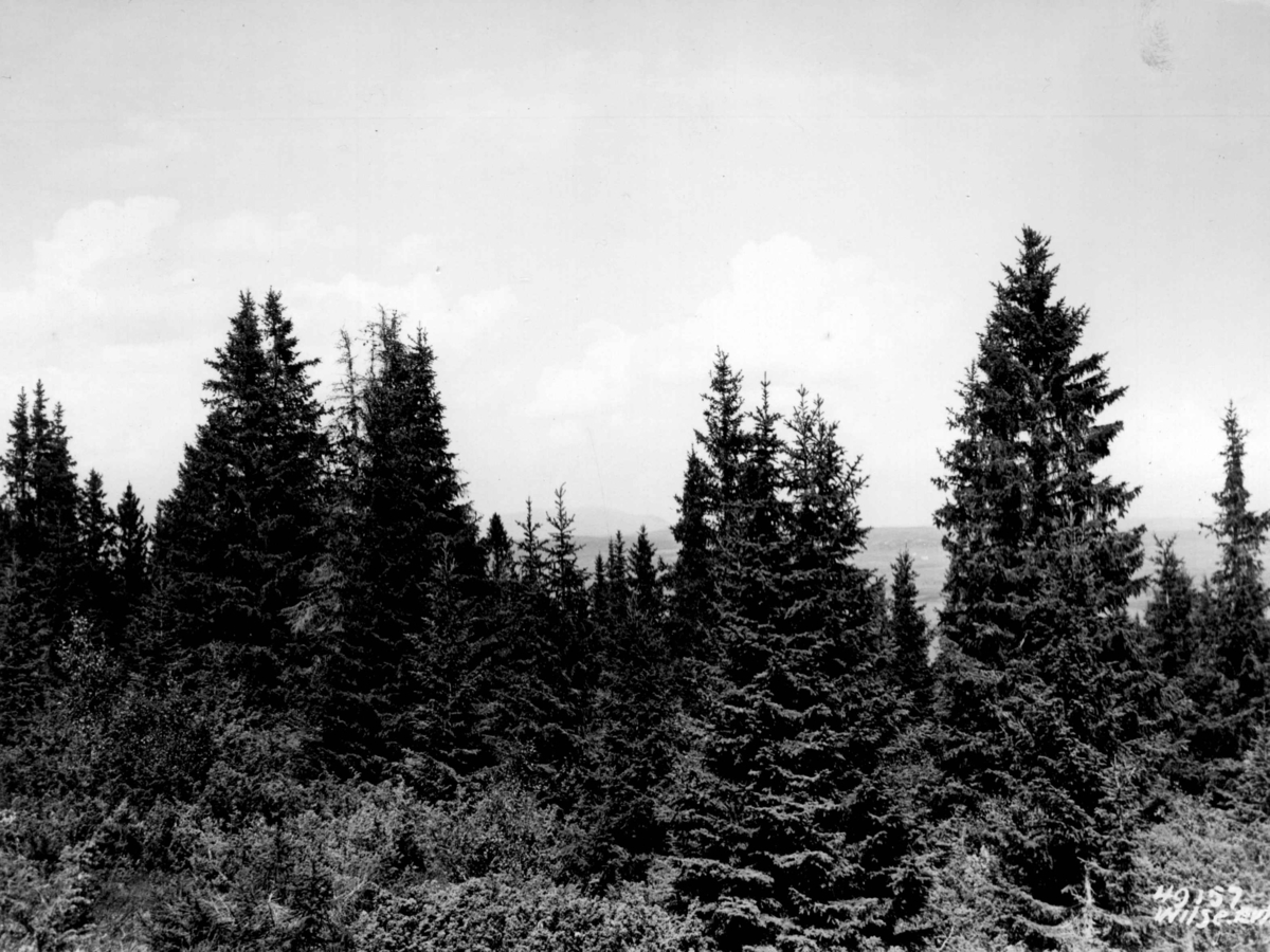 Anders Beer Wilse, Skog ved Tisleia.