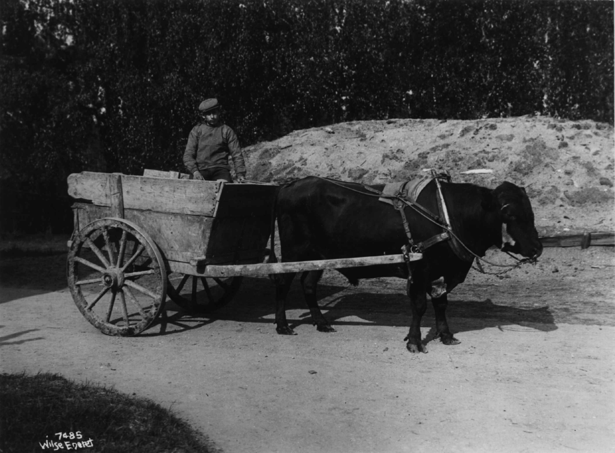 Anders Beer Wilse, Kjøring med okse
