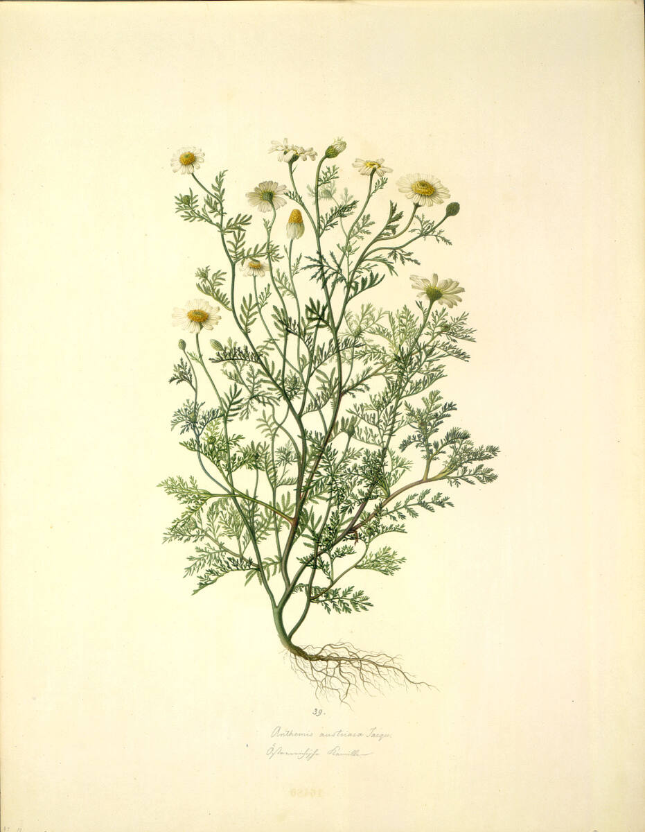 AugustRokert, Anthemis austriaca Jacqu. - Österreichische Hundskamille