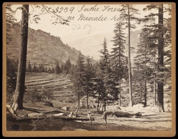 Francis Frith, In the Forest.  Minalee Kulu
