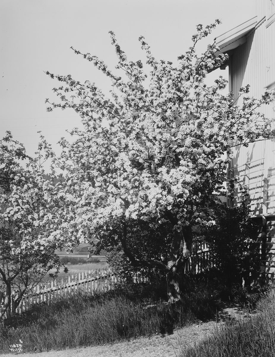 Anders Beer Wilse, Konv: Ã†bletre i blomst