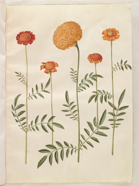Hans Simon Holtzbecker, Tagetes patula (udspærret fløjlsblomst); Tagetes erecta (opret fløjlsblomst)