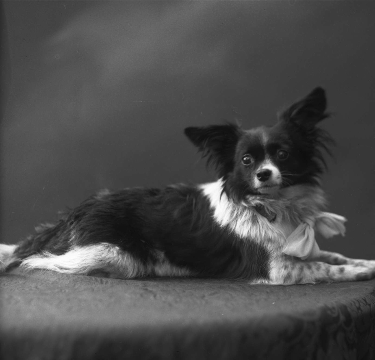 Gustav Borgen, Portrett, sittende hund. Kunsthandler Ludvig Wangs hund.