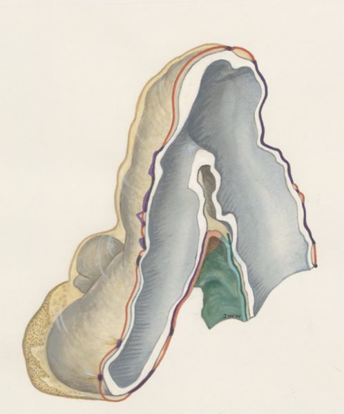 J Wetselaar-Whittaker, Embryonic tissue of a rat