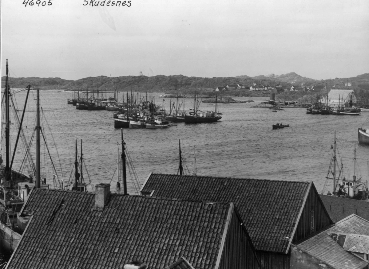 Anders Beer Wilse, Wilse original, Fiske