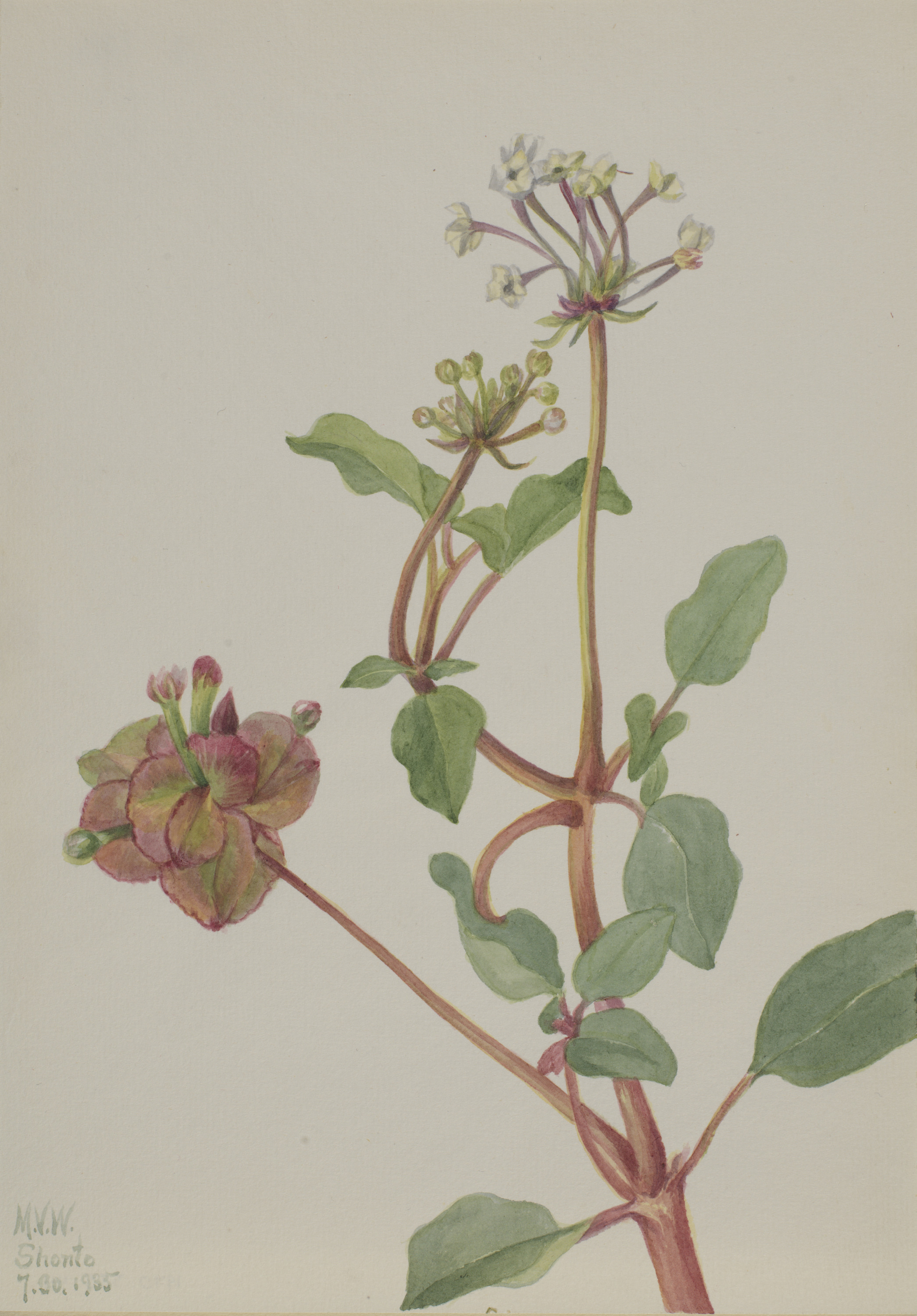 Mary Vaux Walcott, Untitled (Tripterocalyx pedunculatus)