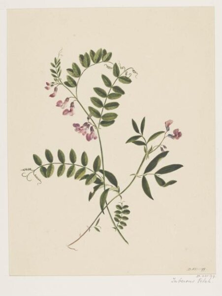 Unknown, Drawing